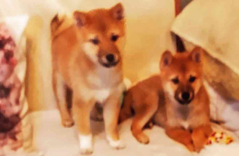 Shiba Inu  - foto 2