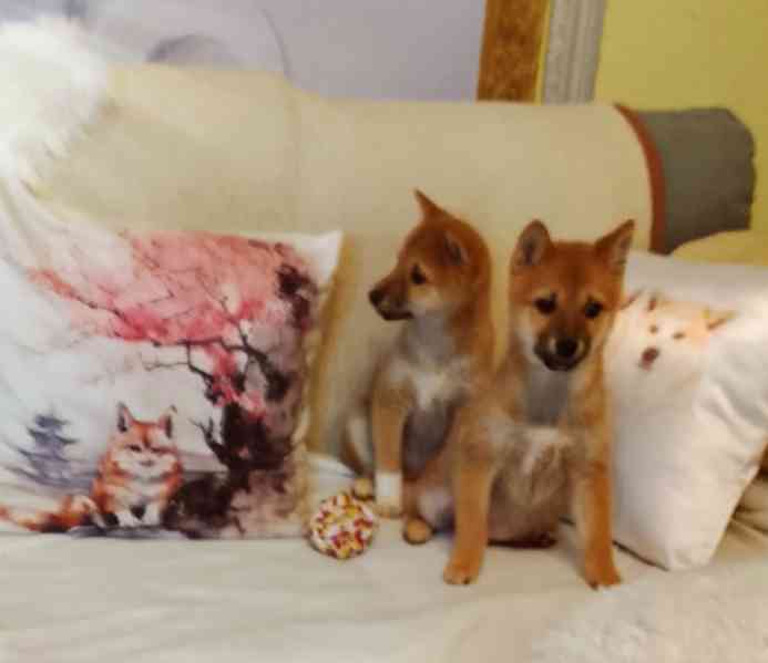 Shiba Inu  - foto 4
