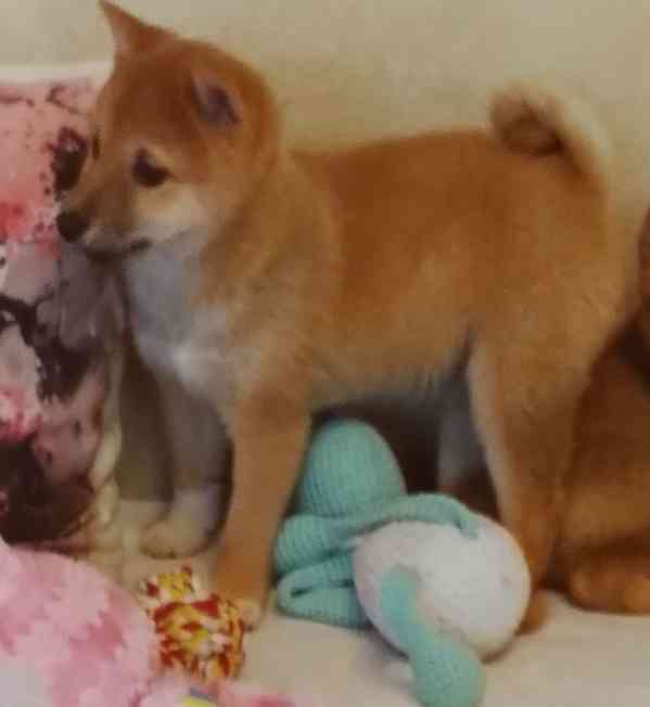 Shiba Inu  - foto 3