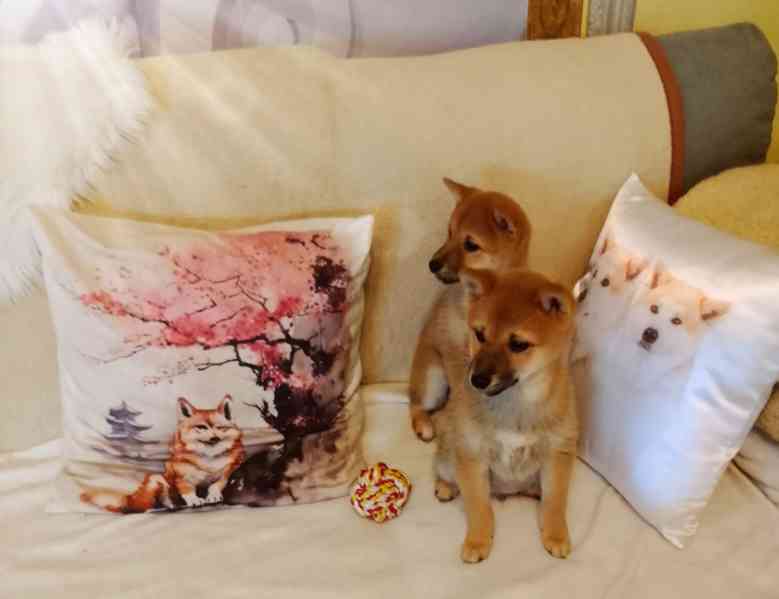 Shiba Inu  - foto 5