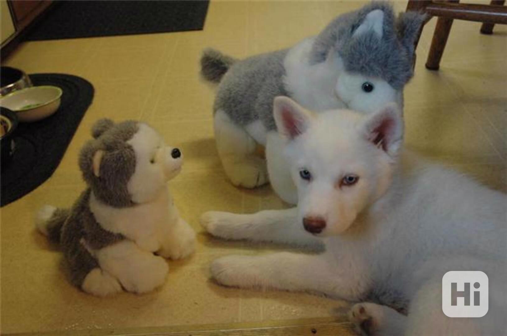 Štěňátka černobílý sibiřský husky - foto 1