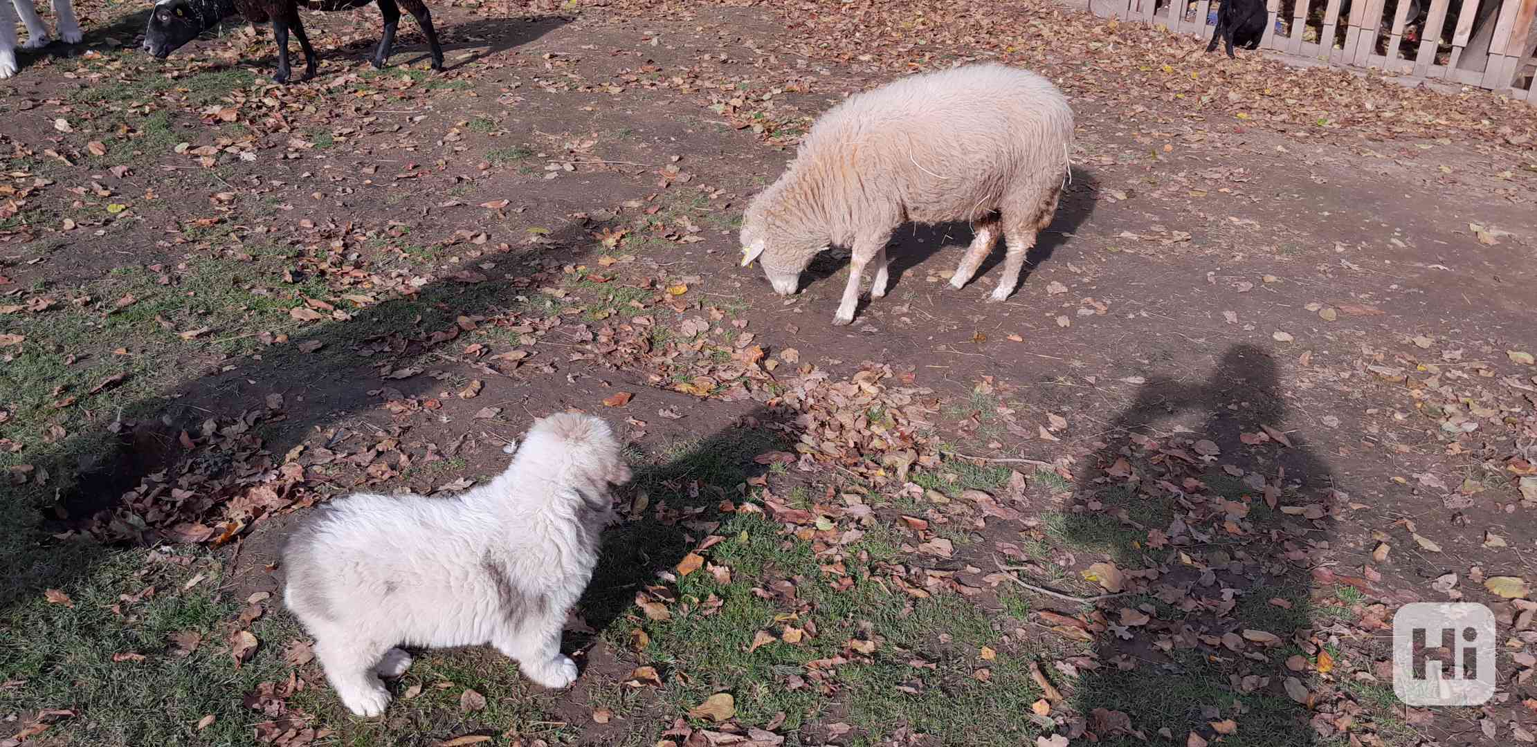 Štěňata pyrenejského psa  - foto 1