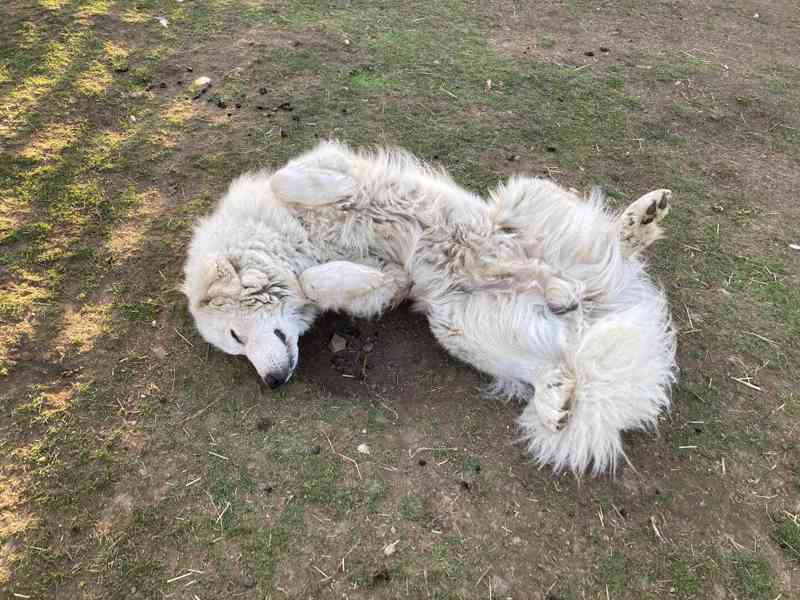 Štěňata pyrenejského psa  - foto 12