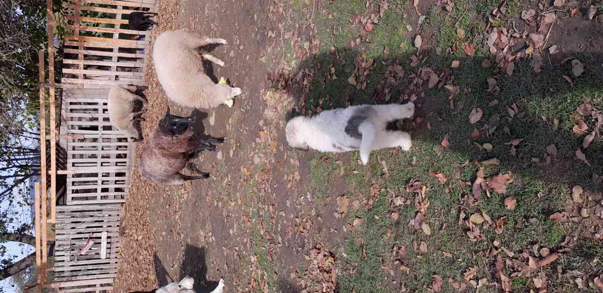 Štěňata pyrenejského psa  - foto 3