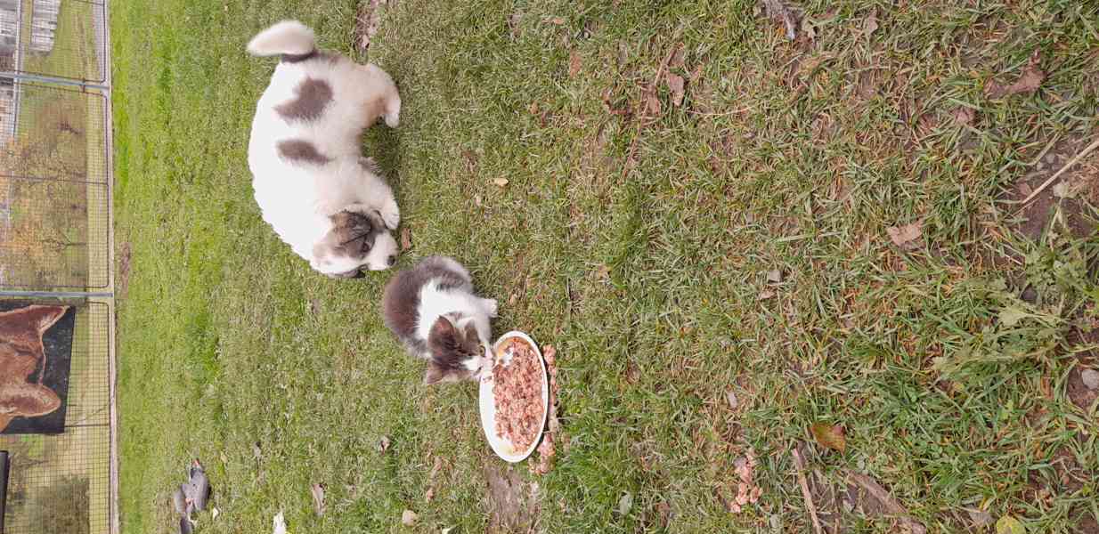 Štěňata pyrenejského psa  - foto 8