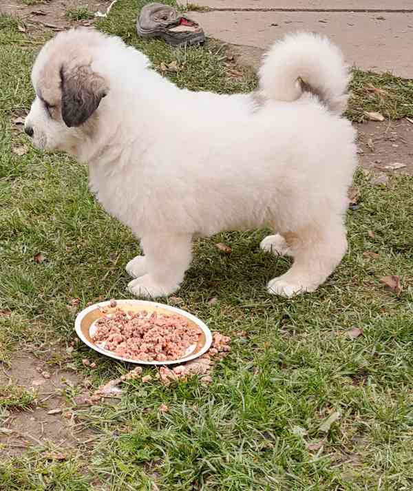 Štěňata pyrenejského psa  - foto 7