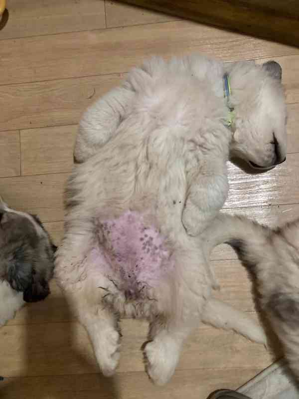 Štěňata pyrenejského psa  - foto 4