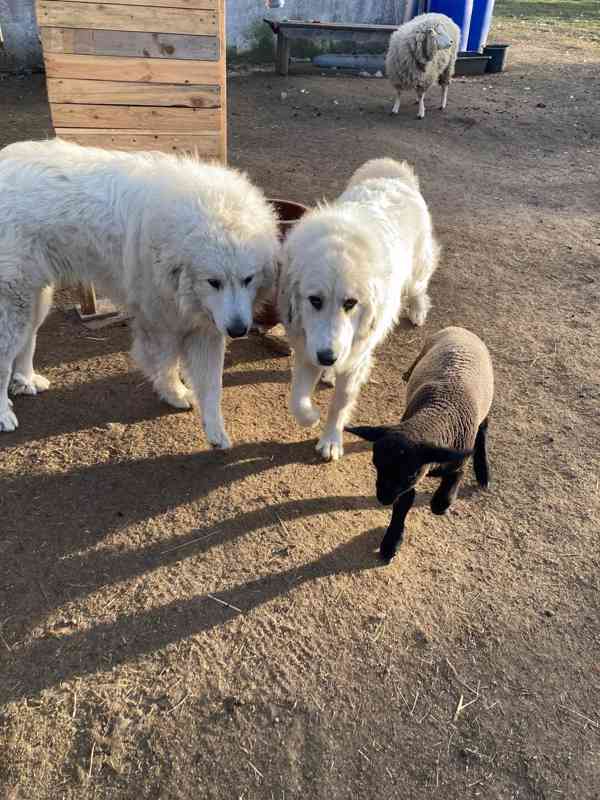 Štěňata pyrenejského psa  - foto 11