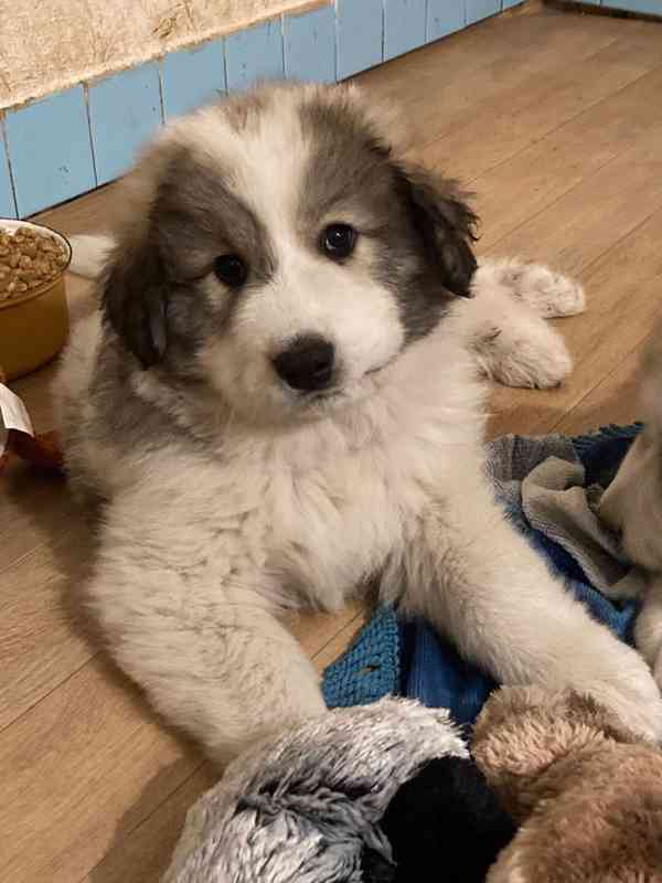 Štěňata pyrenejského psa  - foto 5