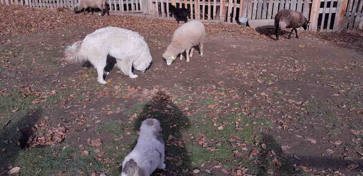 Štěňata pyrenejského psa  - foto 2