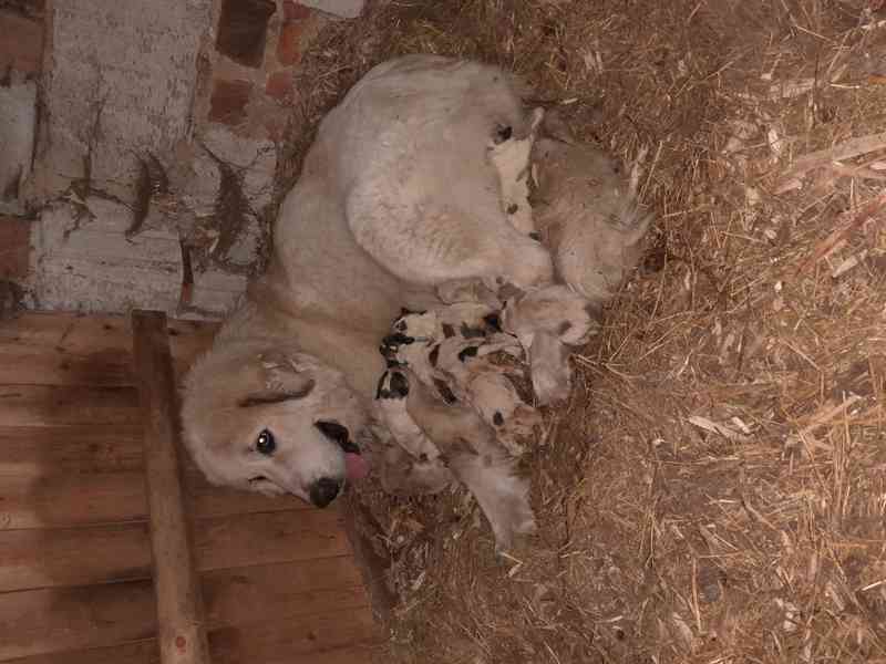 Štěňata pyrenejského psa  - foto 9