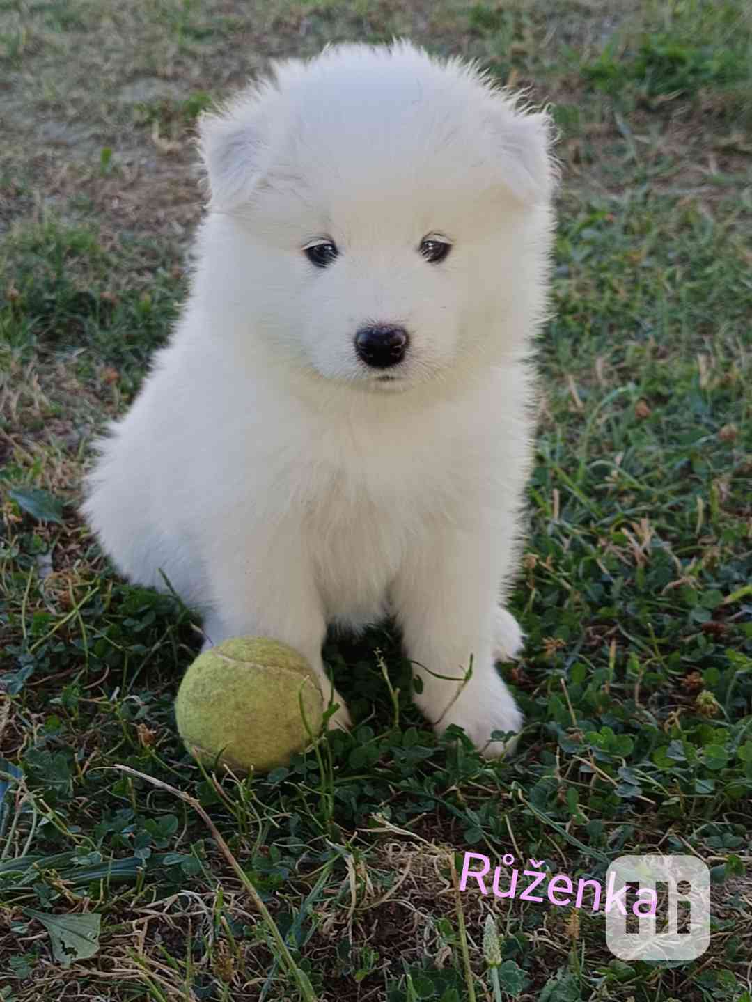 Samojed - štěňátka s PP - foto 1