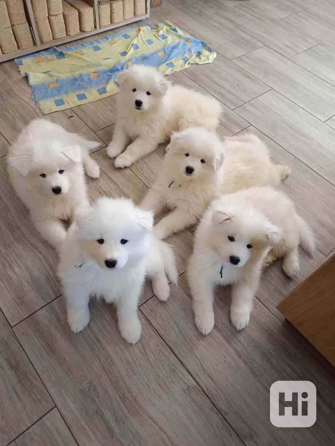 Samojed - štěňátka s PP - foto 1