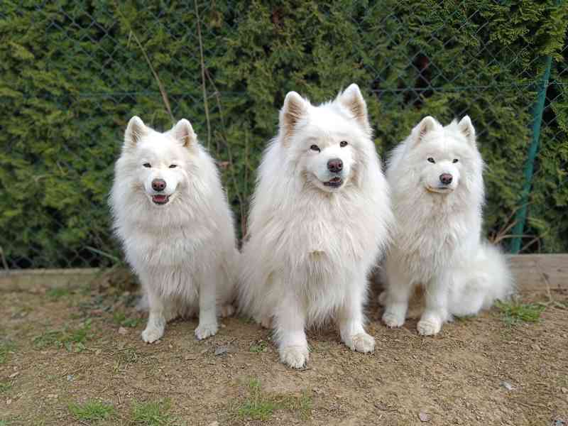 Samojed - štěňátka s PP - foto 3