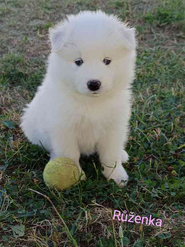 Samojed - štěňátka s PP - foto 1