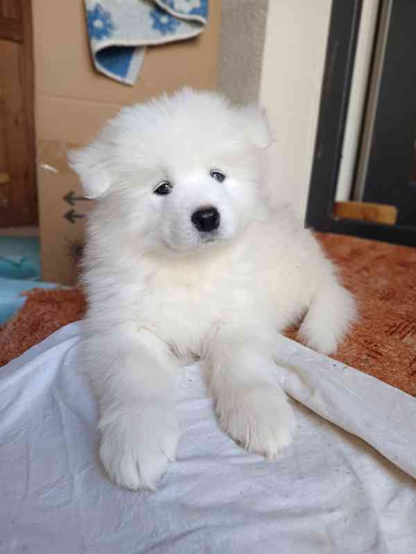 Samojed - štěňátka s PP - foto 2