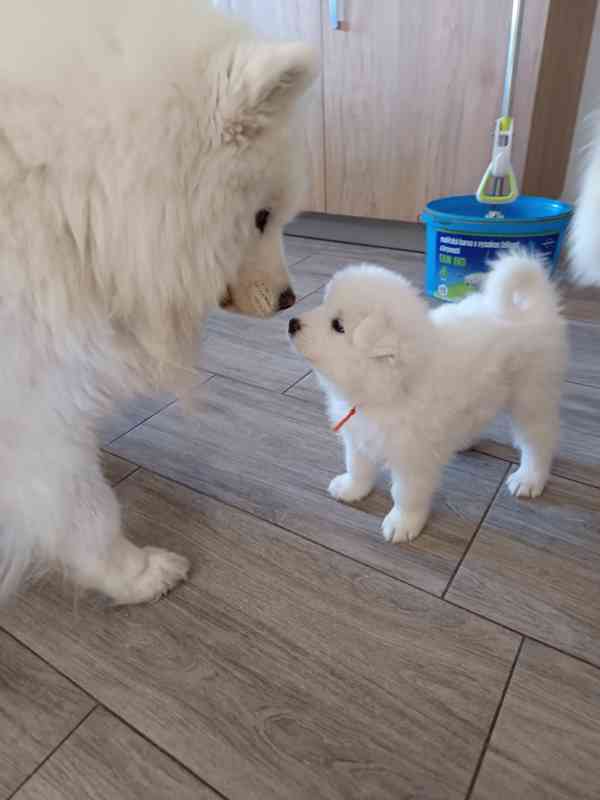 Samojed - štěňátka s PP - foto 2