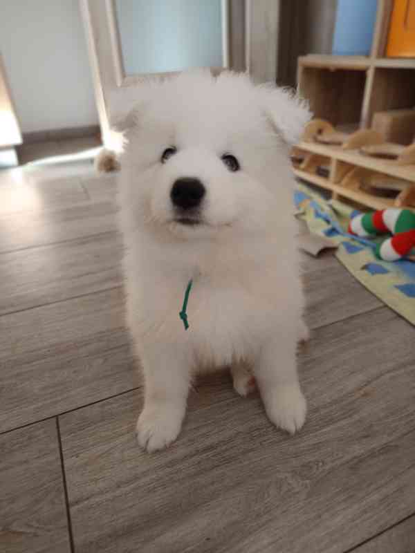 Samojed - štěňátka s PP - foto 3