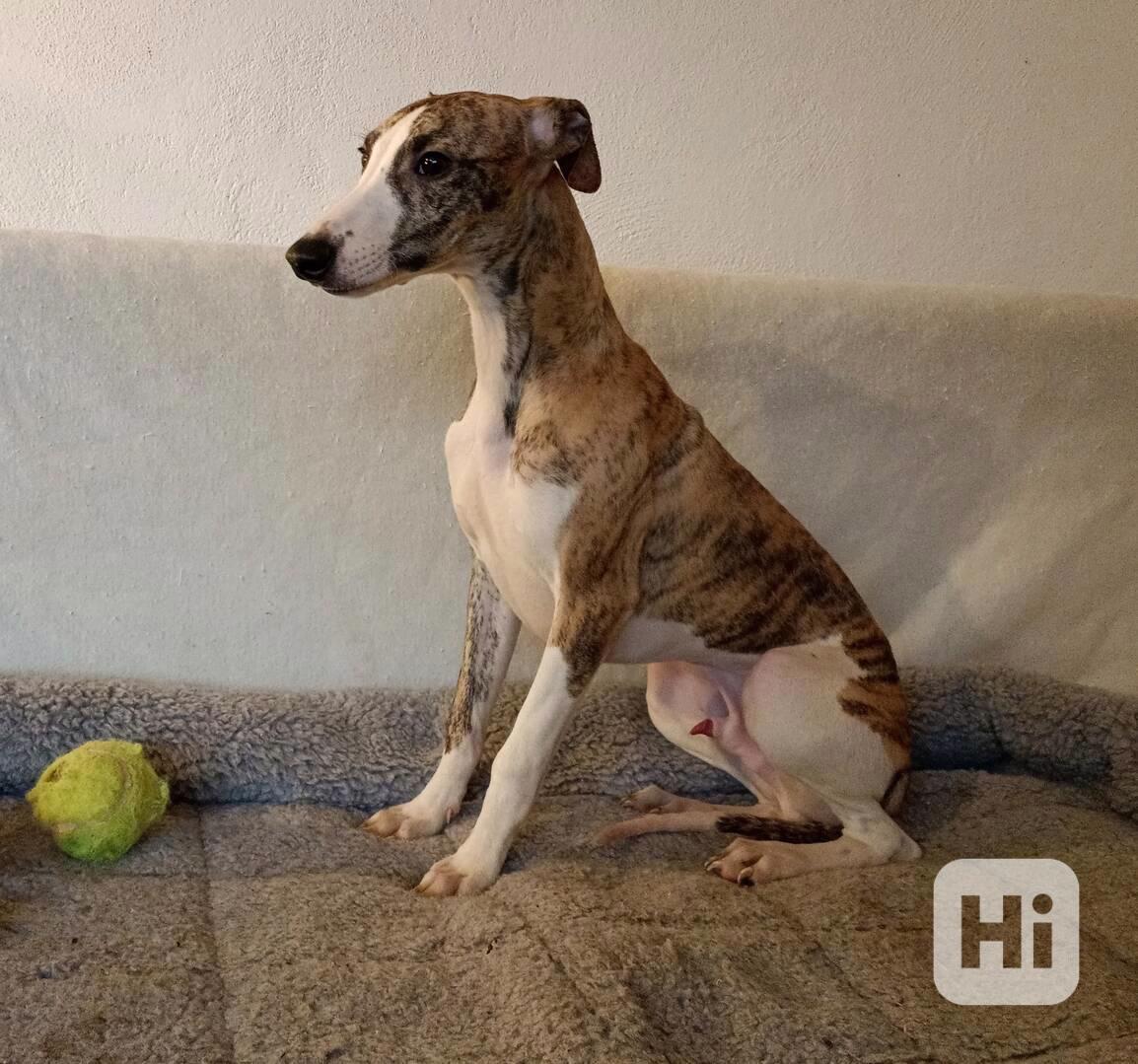Vipet /Whippet/ - štěňátka s PP - foto 1