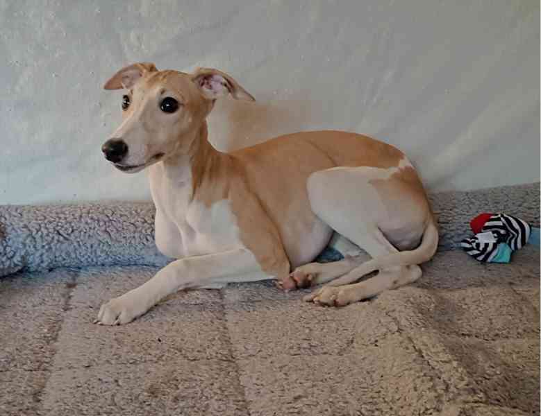 Vipet /Whippet/ - štěňátka s PP - foto 4