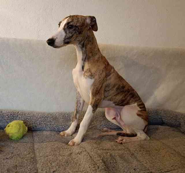 Vipet /Whippet/ - štěňátka s PP