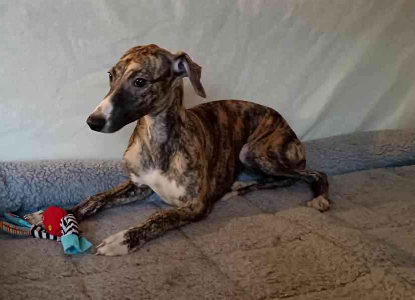 Vipet /Whippet/ - štěňátka s PP - foto 3