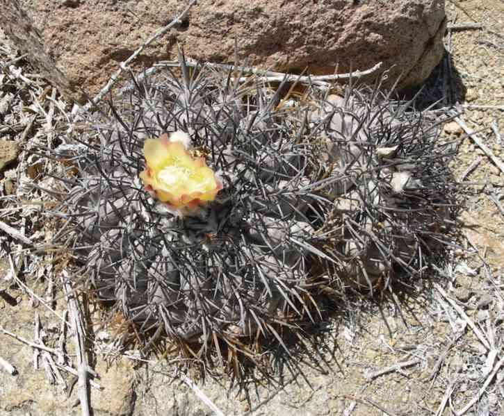 semena kaktus Copiapoa echinoides