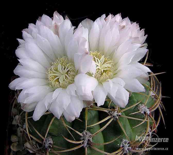 Kaktus Gymnocalycium monvillei  - semena - foto 1