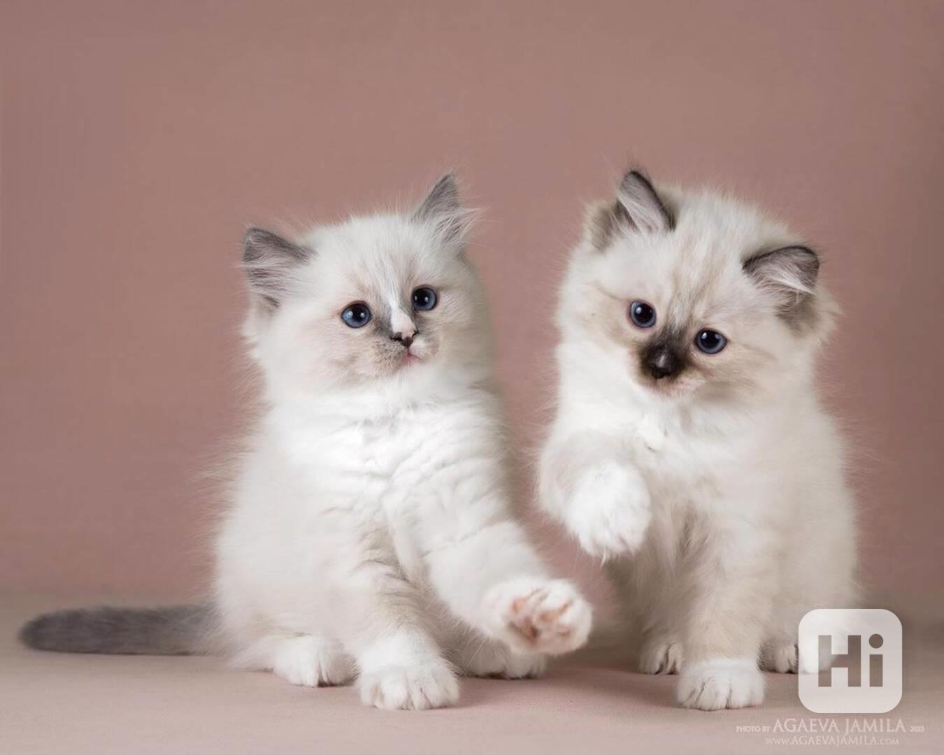 Koťata plemene Ragdoll - foto 1