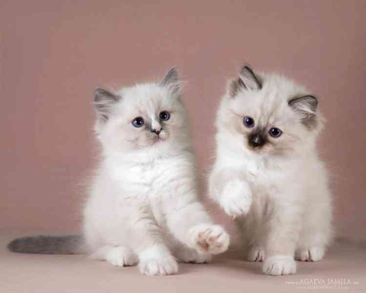 Koťata plemene Ragdoll - foto 1