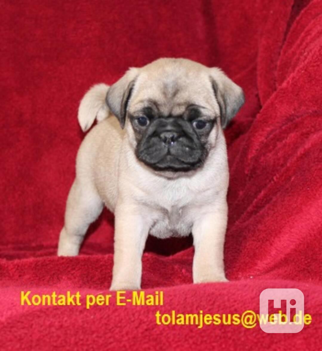 Zdravá štěňata Mops - foto 1
