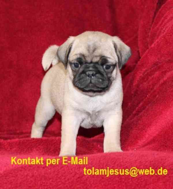 Zdravá štěňata Mops