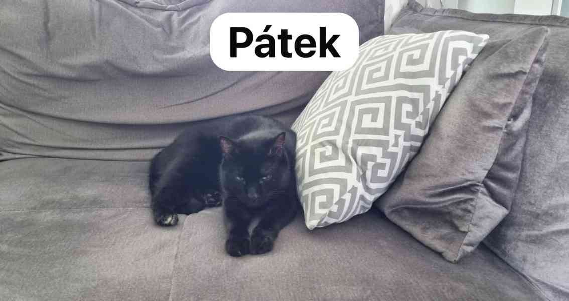 Hledám domov pro ztraceného kocourka - foto 2
