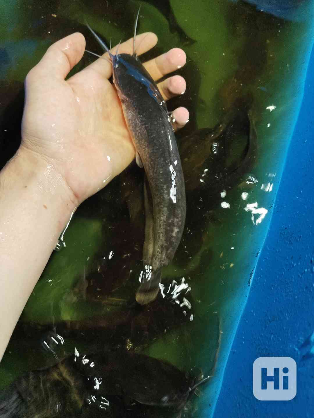 Sumeček africký, Násada (clarias garinepius) - foto 1