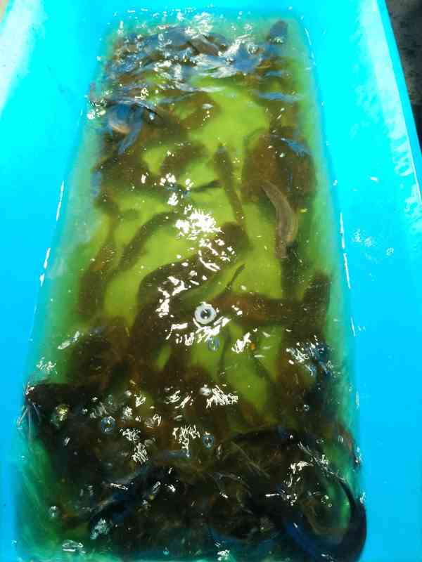 Sumeček africký, Násada (clarias garinepius) - foto 4
