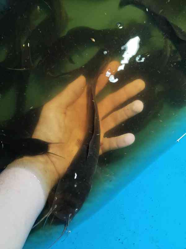 Sumeček africký, Násada (clarias garinepius) - foto 3