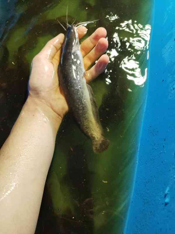 Sumeček africký, Násada (clarias garinepius) - foto 2