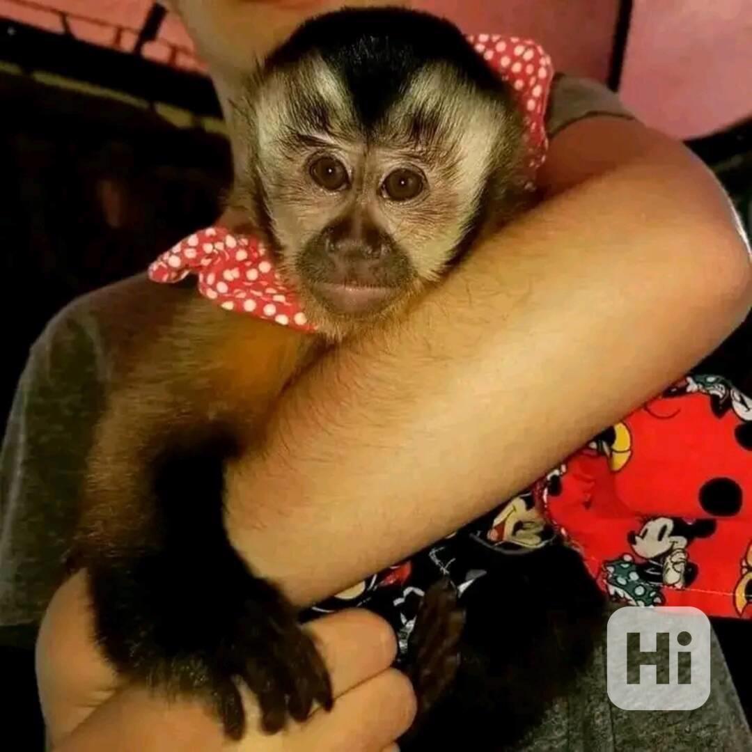  Nejroztomilejší kapucínské mládě, jaké jsem kdy viděl      - foto 1