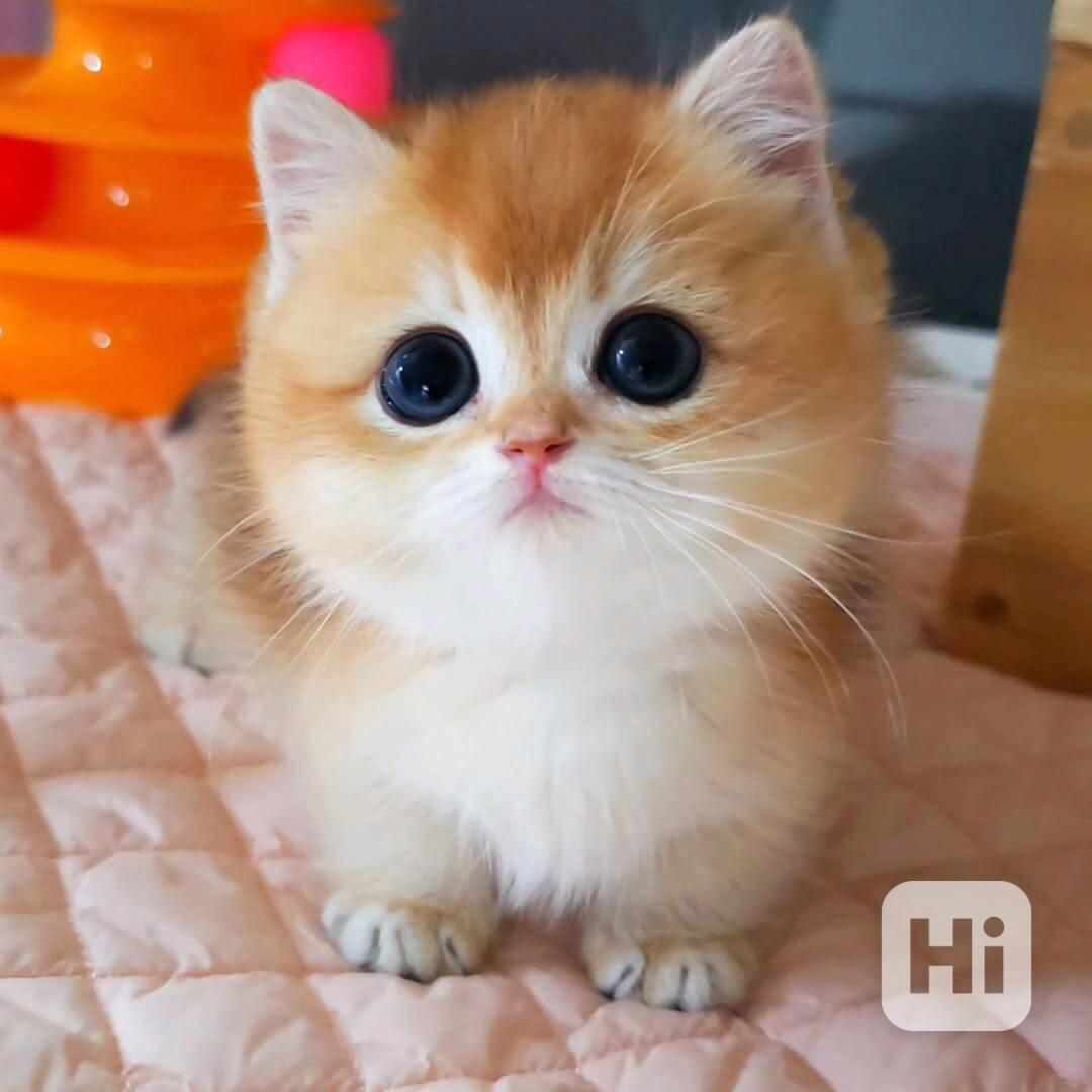 Roztomilá koťátka plemene Munchkin - foto 1
