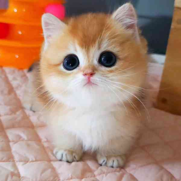 Roztomilá koťátka plemene Munchkin - foto 1