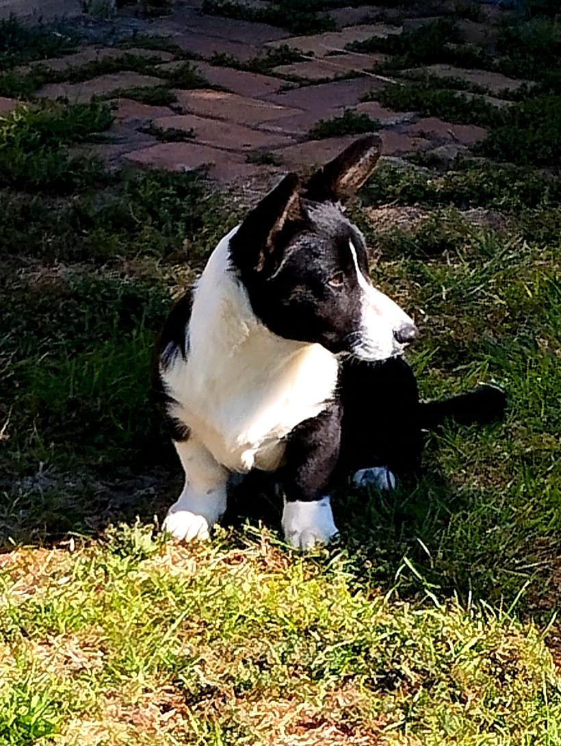 Pejsek welsh corgi cardigan s PP  - foto 1