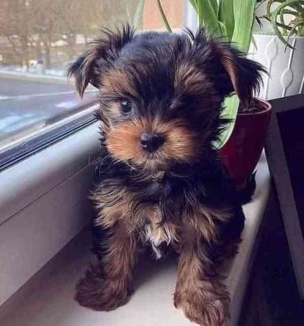 Štěňata jorkšírského teriéra hledají domov. - foto 1