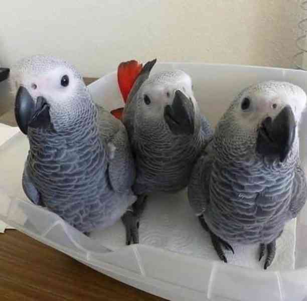 Žako papoušků, 2 samce a 1 samici.  - foto 2
