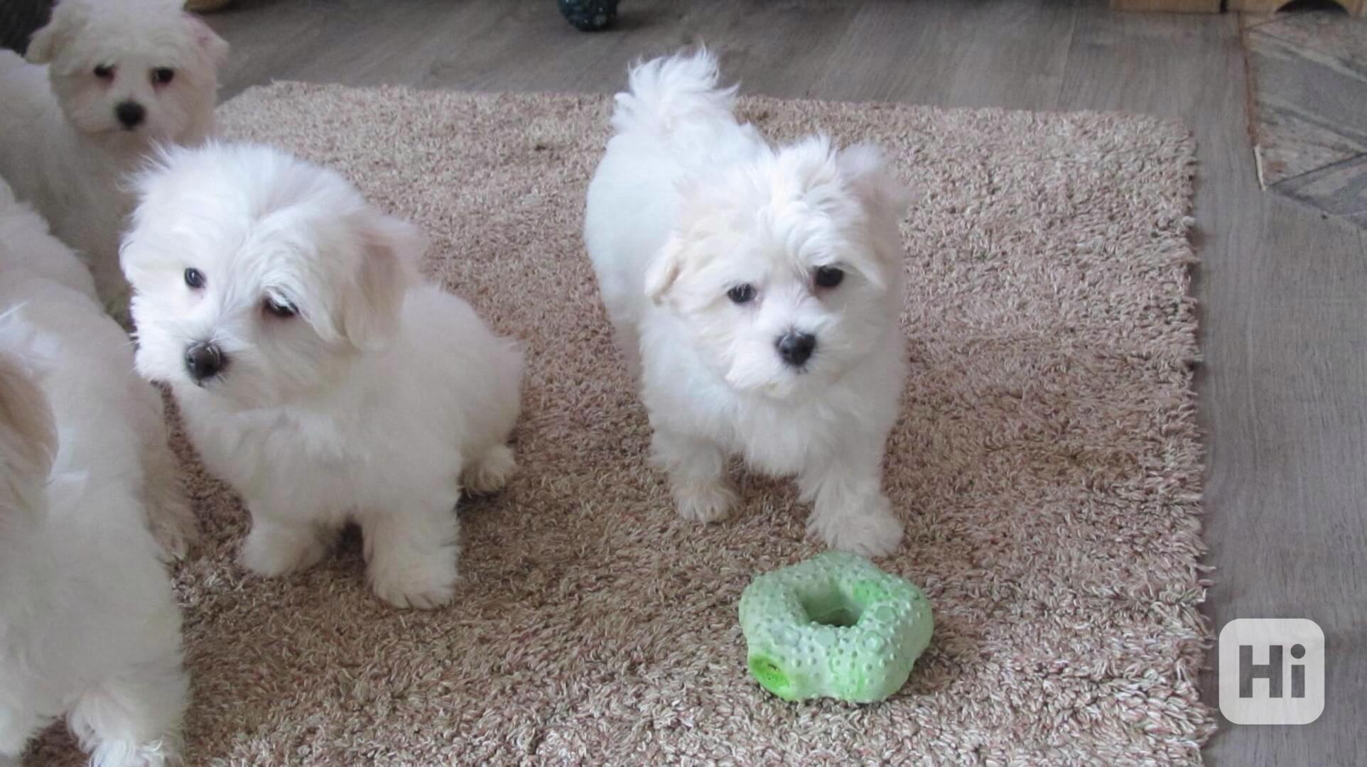 Čistokrevné maltézské štěně, 10 týdnů staré - foto 1