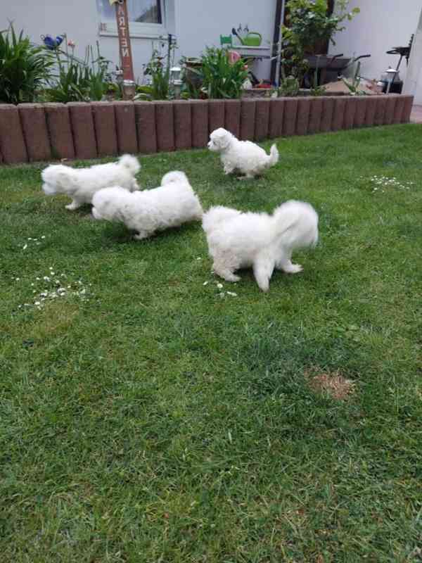 Čistokrevné maltézské štěně, 10 týdnů staré - foto 2