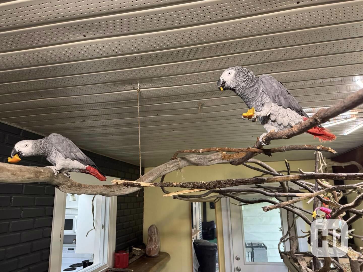 Ručně odchovaní! Napište nám na WhatsApp: +49 1577 7944807 - foto 1