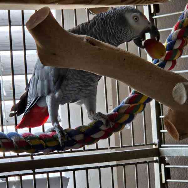 Ručně odchovaní! Napište nám na WhatsApp: +49 1577 7944807 - foto 2