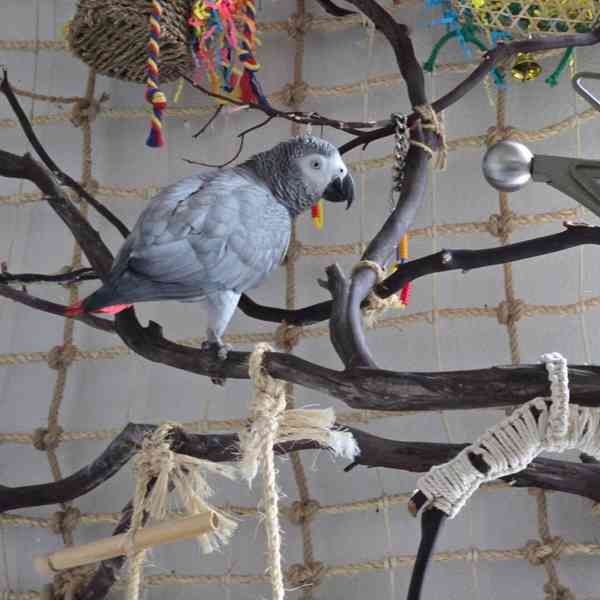 Ručně odchovaní! Napište nám na WhatsApp: +49 1577 7944807 - foto 3