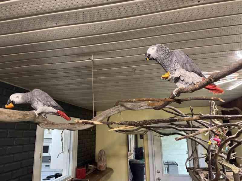 Ručně odchovaní! Napište nám na WhatsApp: +49 1577 7944807 - foto 1