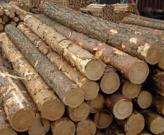 Timbars in Africa uganda 🇺🇬   - foto 9